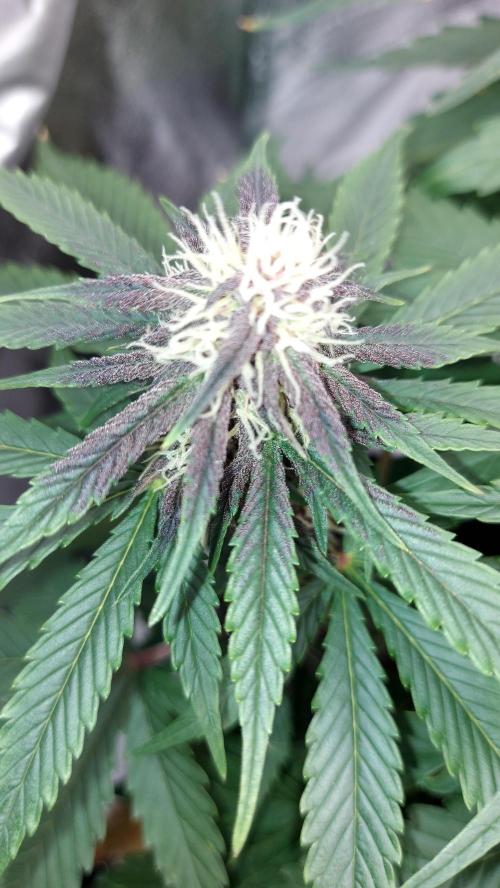 WHAM BOOM 2 AUTOFLORAISON. Week 8
