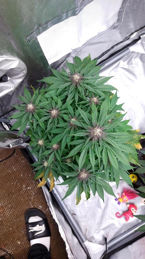 WHAM BOOM 2 AUTOFLORAISON. Week 8