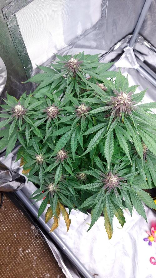 WHAM BOOM 2 AUTOFLORAISON. Week 8
