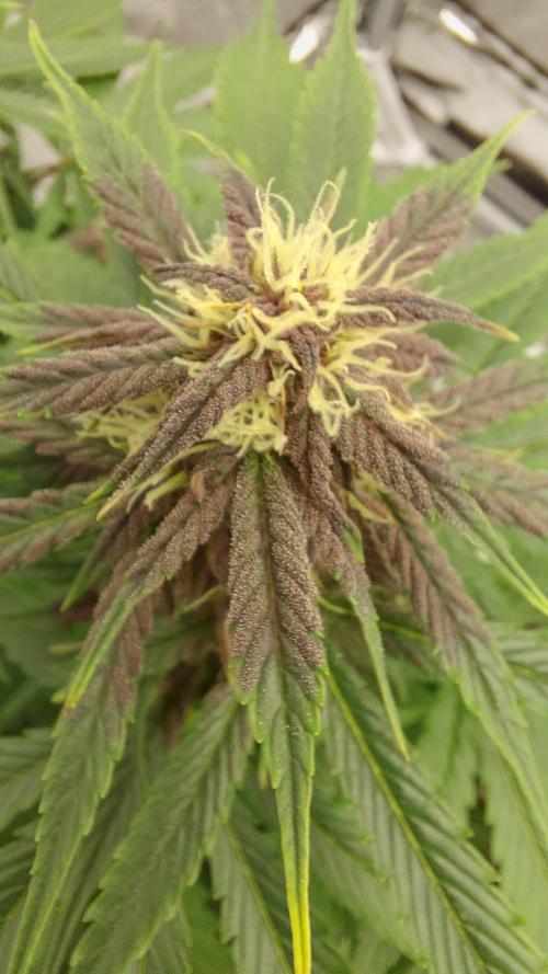 WHAM BOOM 2 AUTOFLORAISON. Week 8