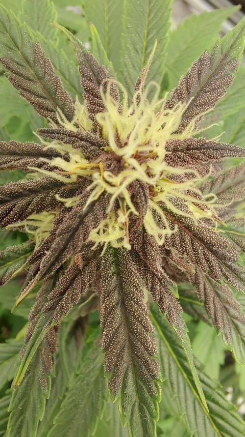 WHAM BOOM 2 AUTOFLORAISON. Week 8