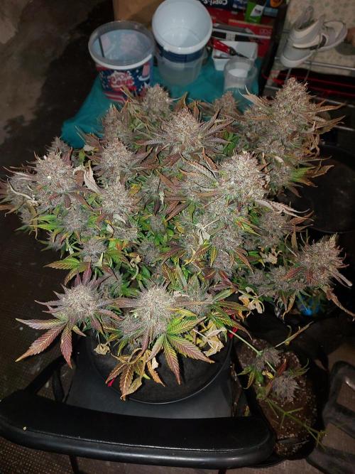 #WorldBreedersLab. Week 2