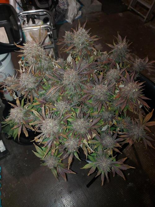 #WorldBreedersLab. Week 2