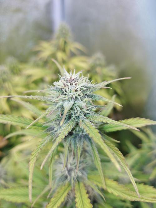 #WorldBreedersLab. Week 2