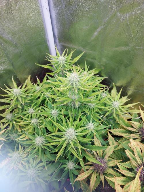#WorldBreedersLab. Week 2