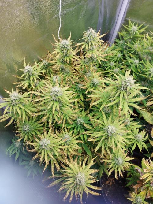 #WorldBreedersLab. Week 2
