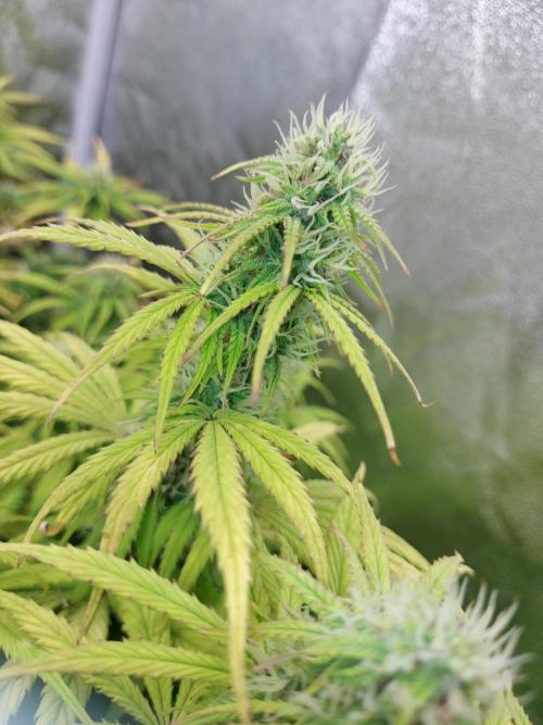#WorldBreedersLab. Week 2