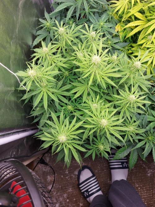 #WorldBreedersLab. Week 2