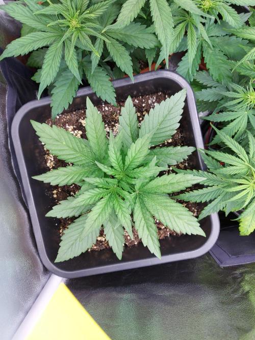 #WorldBreedersLab. Week 2
