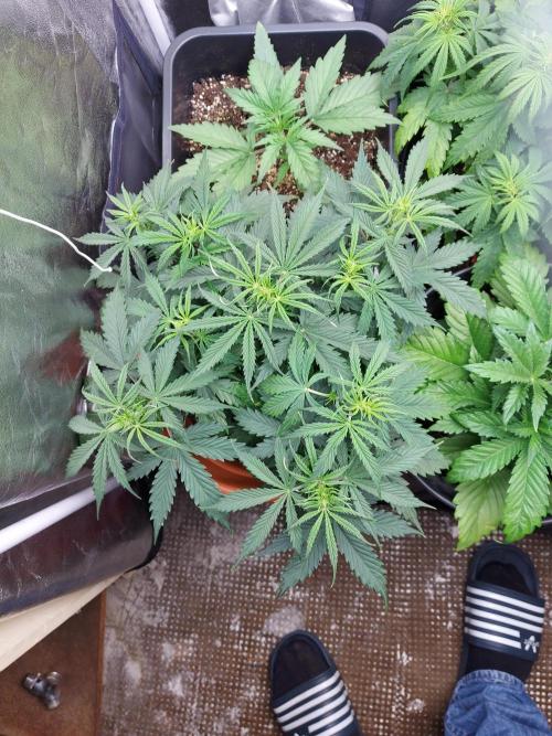 #WorldBreedersLab. Week 2
