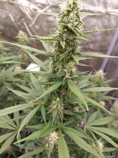 #WorldBreedersLab. Week 2