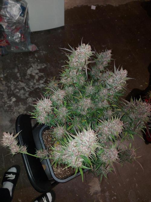 #WorldBreedersLab. Week 2