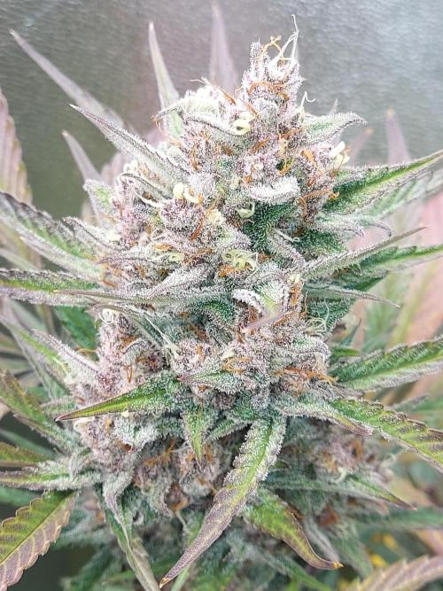 #WorldBreedersLab. Week 2