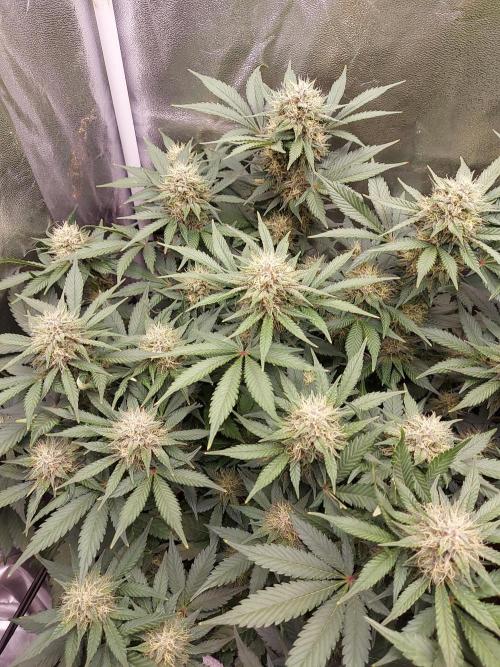 #WorldBreedersLab. Week 2