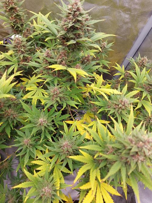 #WorldBreedersLab. Week 2