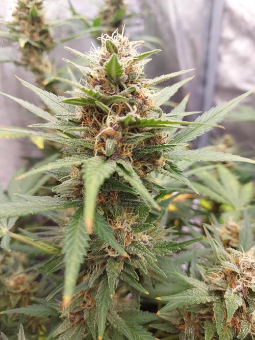 #WorldBreedersLab. Week 2