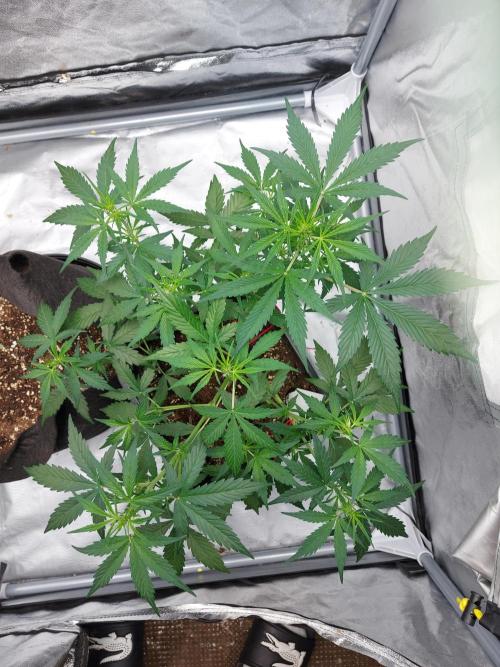 #WorldBreedersLab. Week 2