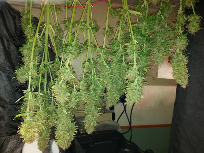 #WorldBreedersLab. Week 2