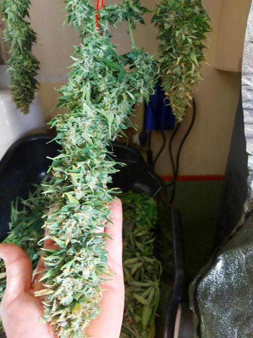#WorldBreedersLab. Week 2