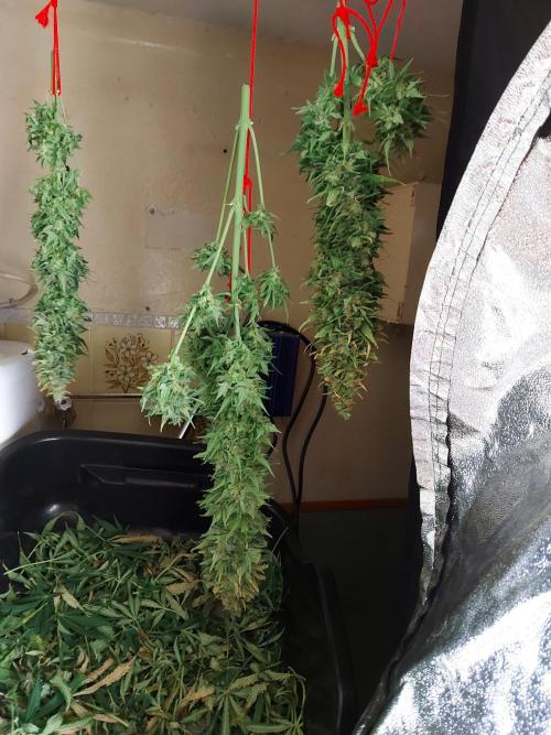 #WorldBreedersLab. Week 2
