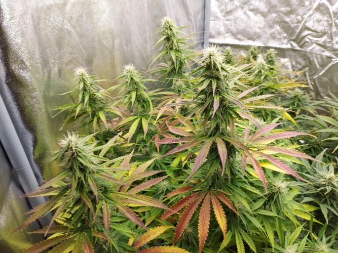 #WorldBreedersLab. Week 2