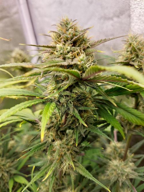 #WorldBreedersLab. Week 2