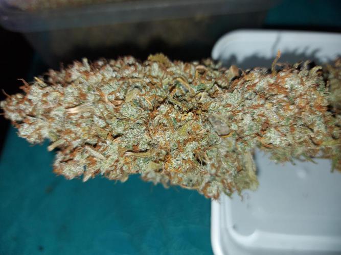#WorldBreedersLab. Week 2