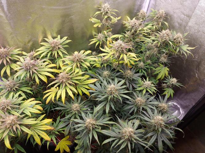 #WorldBreedersLab. Week 2