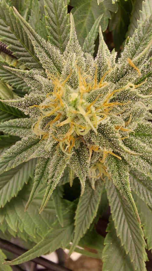 RF3 CHERY COLA. Week 11