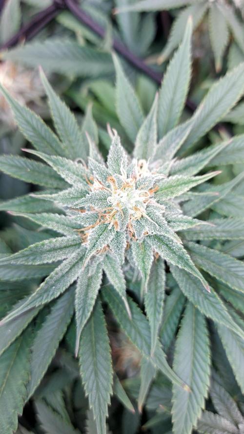 RF3 CHERY COLA. Week 11