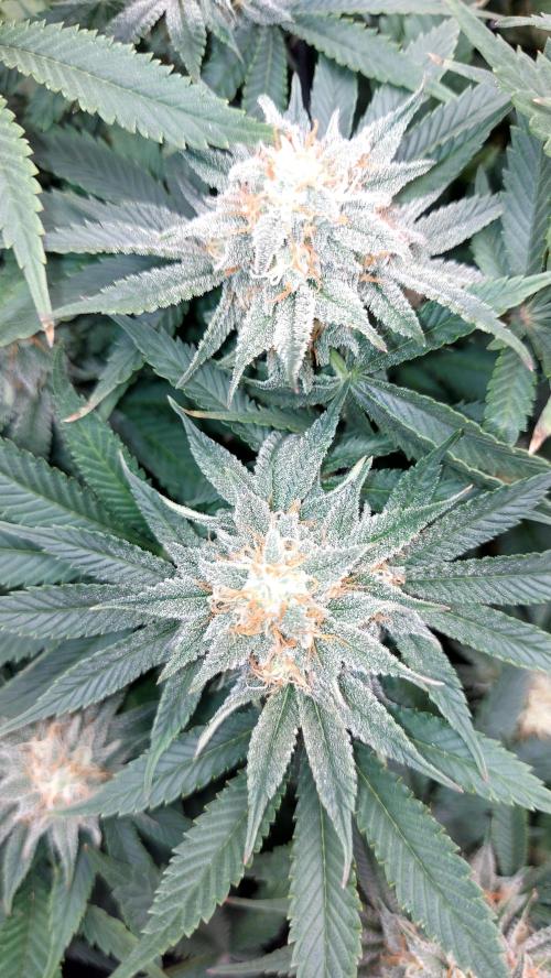 RF3 CHERY COLA. Week 11