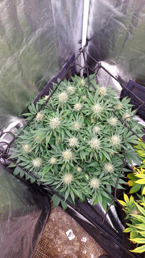 RF3 CHERY COLA. Week 11