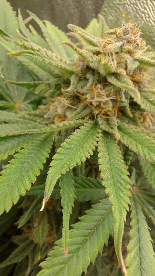 RF3 CHERY COLA. Week 11