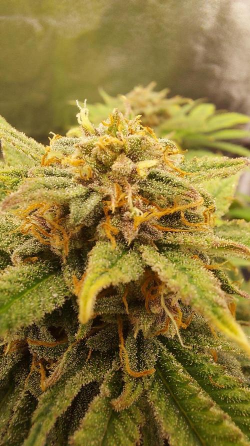 RF3 CHERY COLA. Week 11