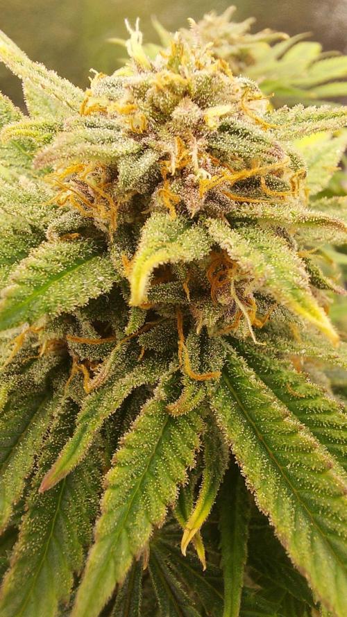 RF3 CHERY COLA. Week 11