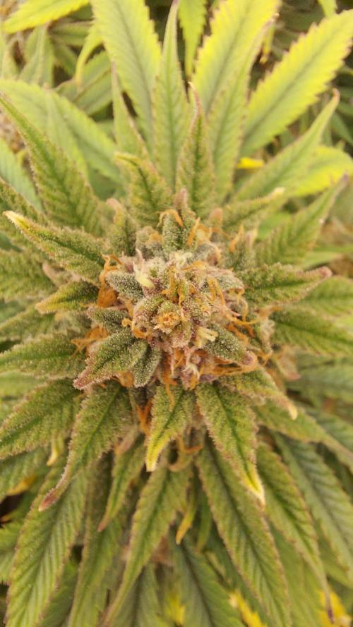 RF3 CHERY COLA. Week 11