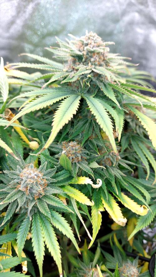 RF3 CHERY COLA. Week 11