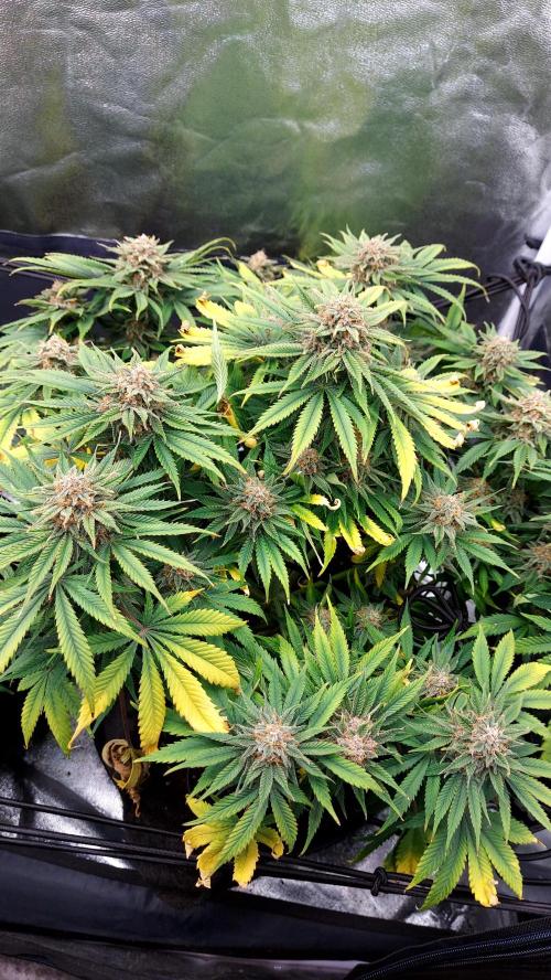 RF3 CHERY COLA. Week 11