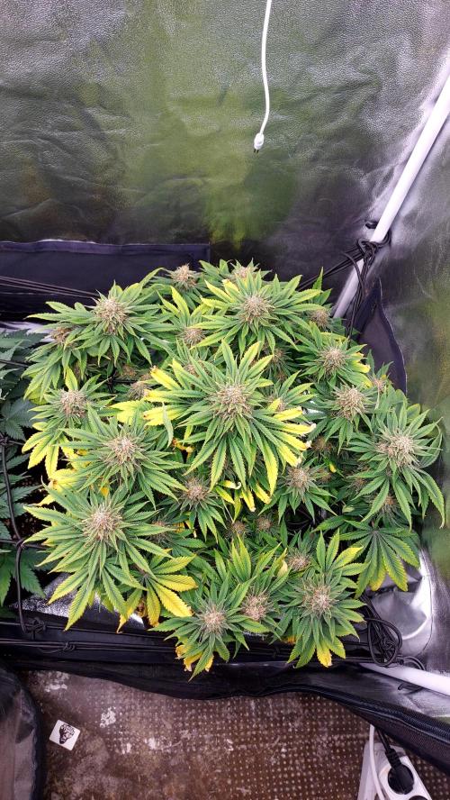 RF3 CHERY COLA. Week 11