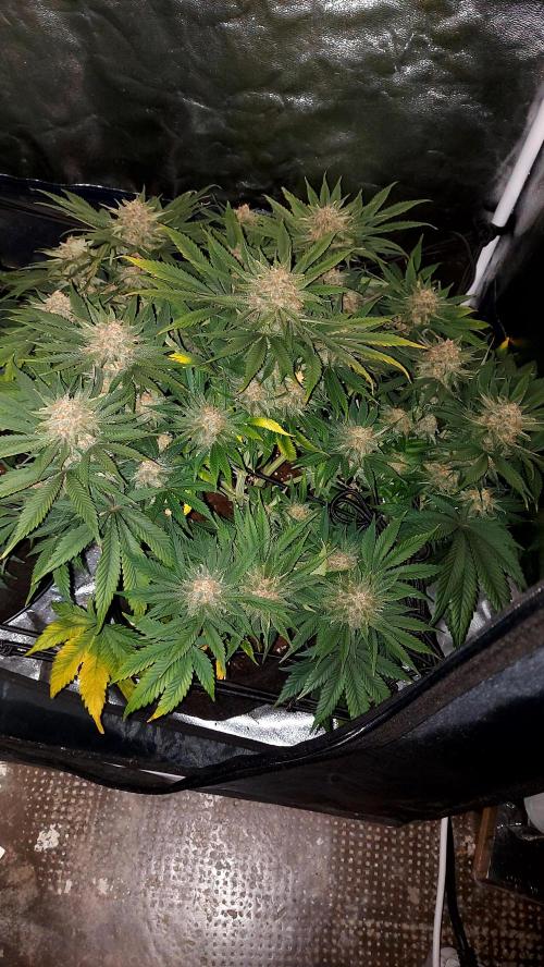 RF3 CHERY COLA. Week 11