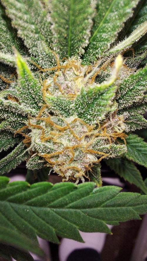 RF3 CHERY COLA. Week 11
