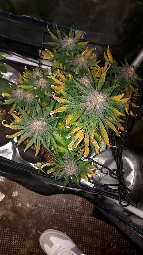 WHAM BOOM 2 AUTOFLORAISON. Week 9