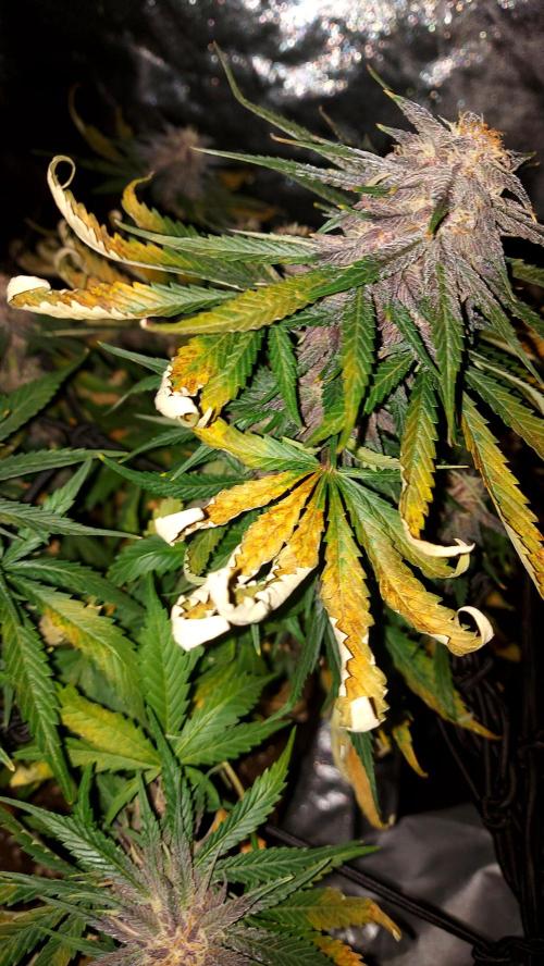 WHAM BOOM 2 AUTOFLORAISON. Week 9