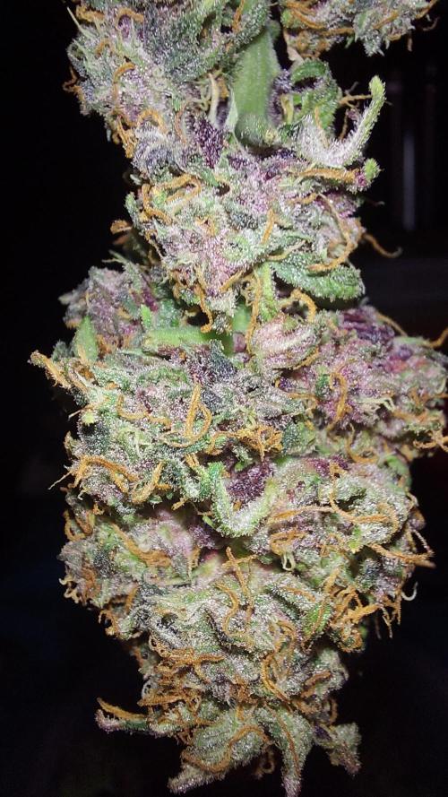 RF3 CHERY COLA. Week 12