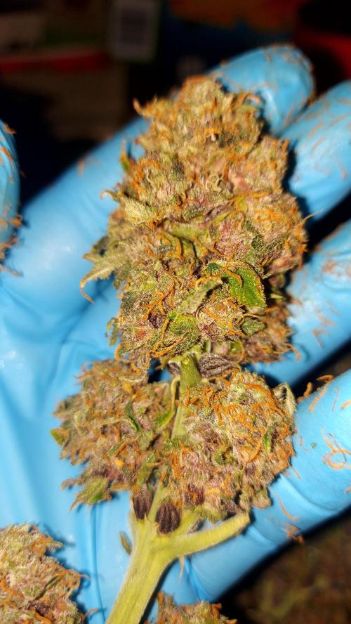 RF3 CHERY COLA. Week 12