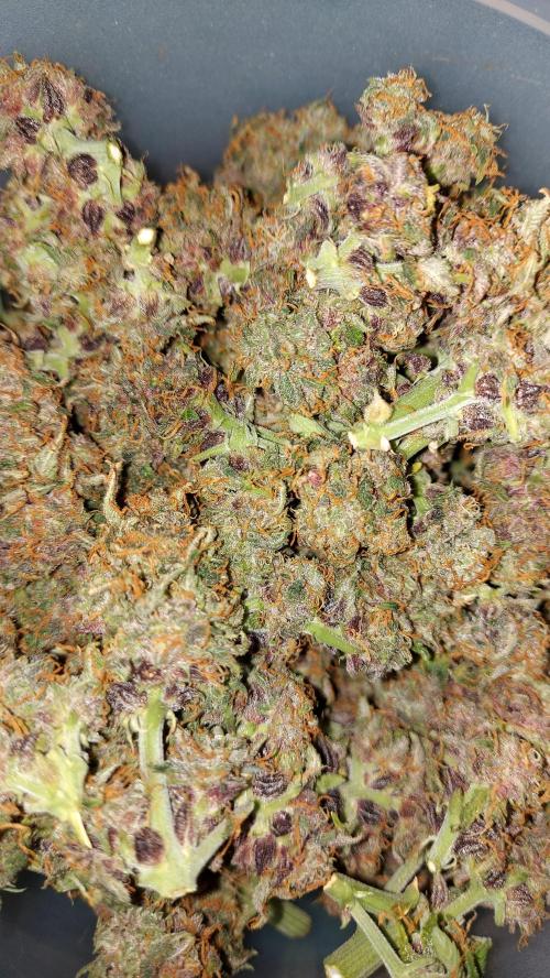 RF3 CHERY COLA. Week 12