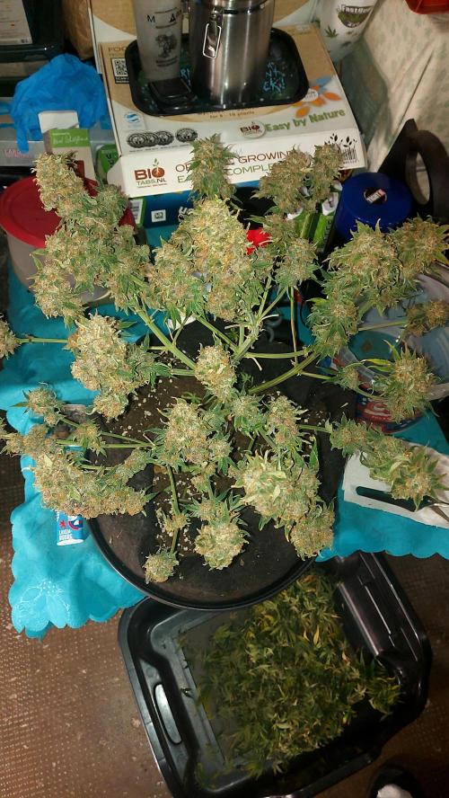 RF3 CHERY COLA. Week 12