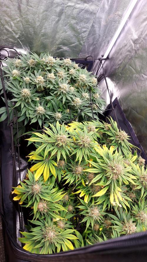 RF3 CHERY COLA. Week 12