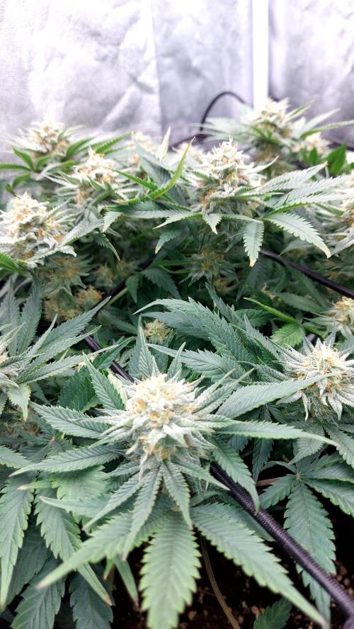 RF3 CHERY COLA. Week 12