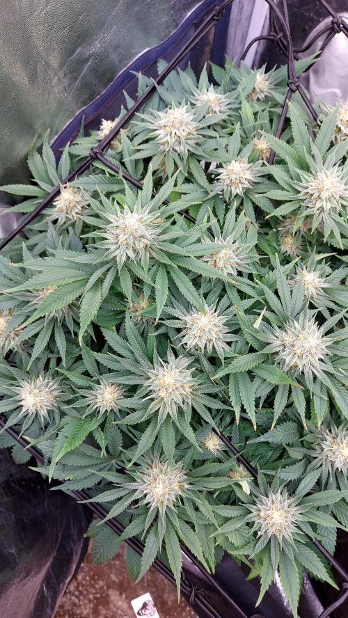 RF3 CHERY COLA. Week 12